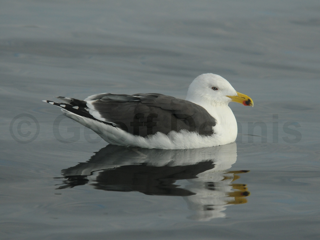 GBBG-AE_Great-Black-backed-Gull