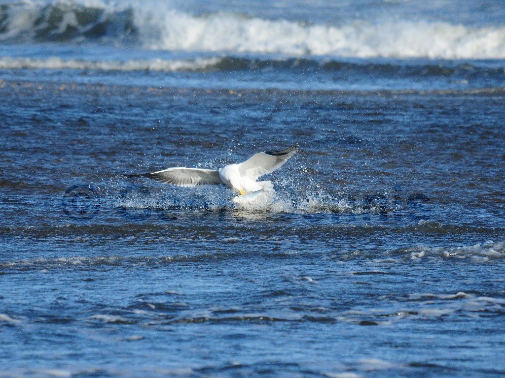 GBBG-AF_Great-Black-backed-Gull