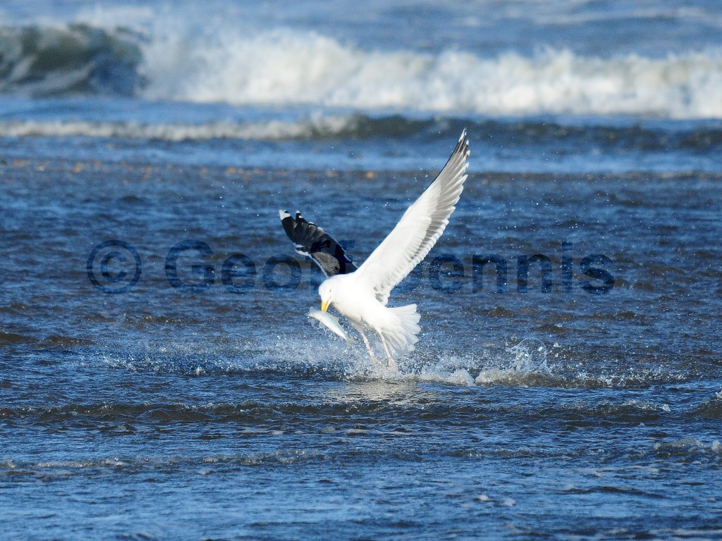 GBBG-AG_Great-Black-backed-Gull