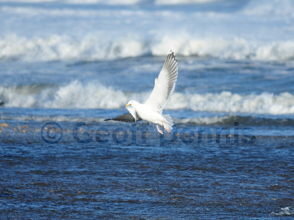 GBBG-AH_Great-Black-backed-Gull