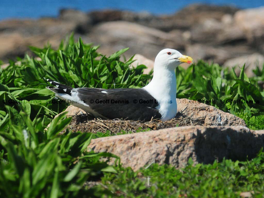GBBG-AL_Great-Black-backed-Gull