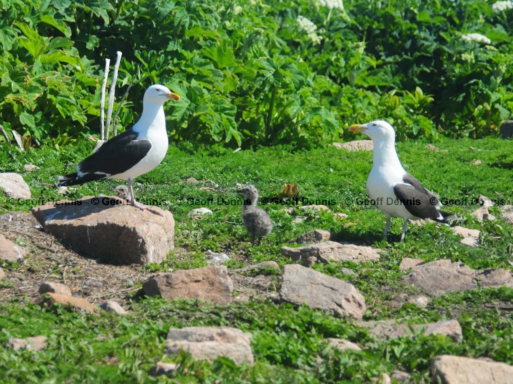 GBBG-AM_Great-Black-backed-Gull
