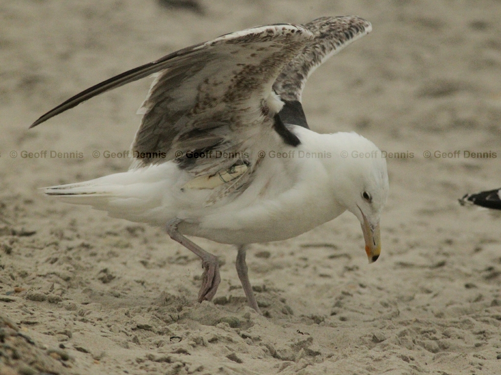 GBBG-AN_Great-Black-backed-Gull