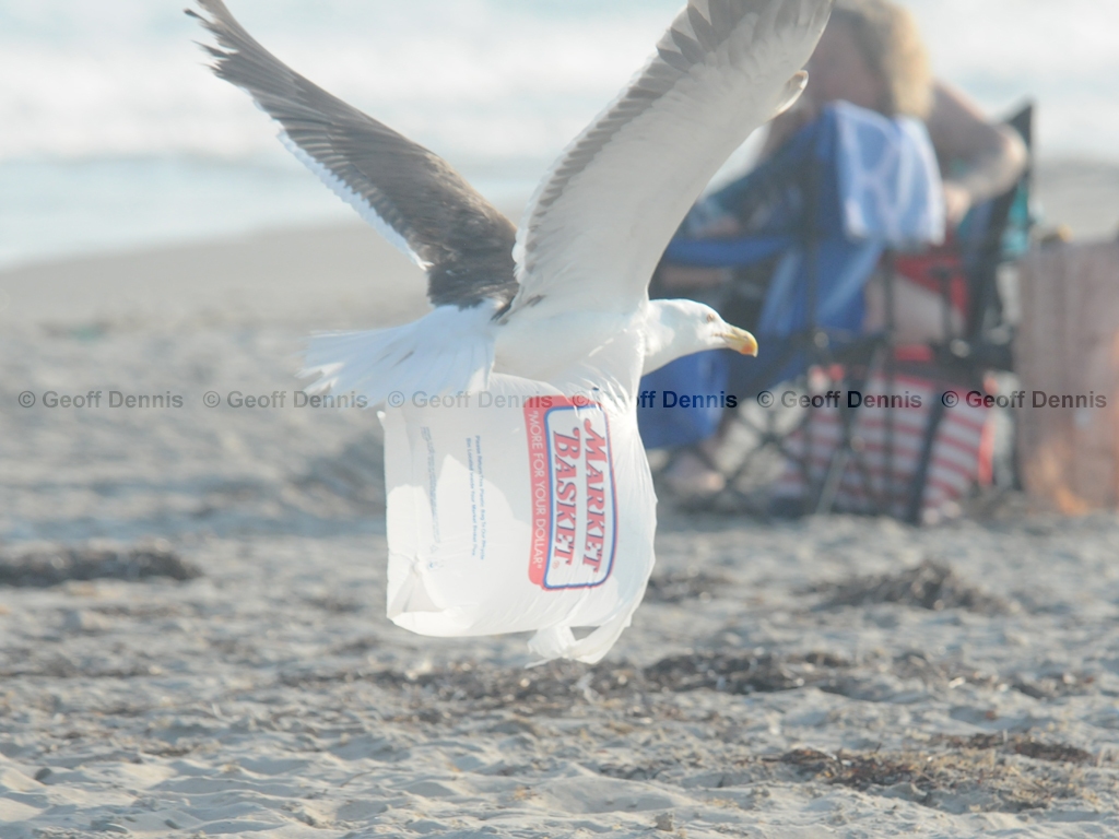GBBG-AO_Great-Black-backed-Gull