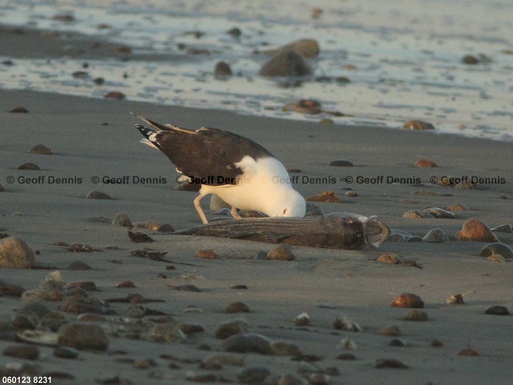 GBBG-AP_Great-Black-backed-Gull