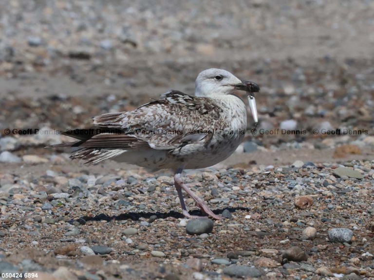 GBBG-AQ_Great-Black-backed-Gull