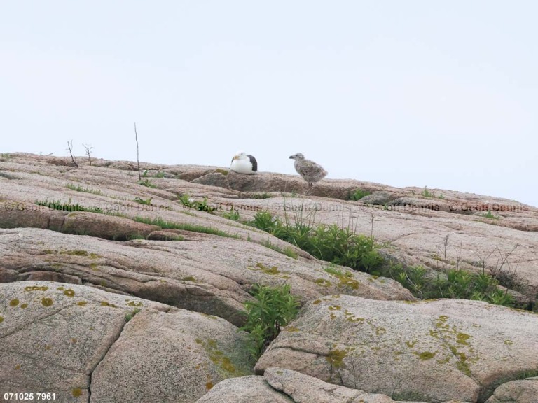 GBBG-AR_Great-Black_Backed-Gull