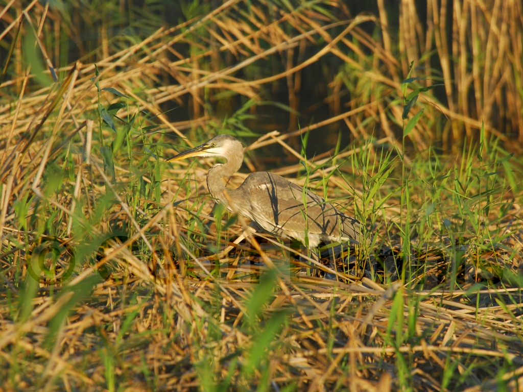 GBHE-AA_Great-Blue-Heron