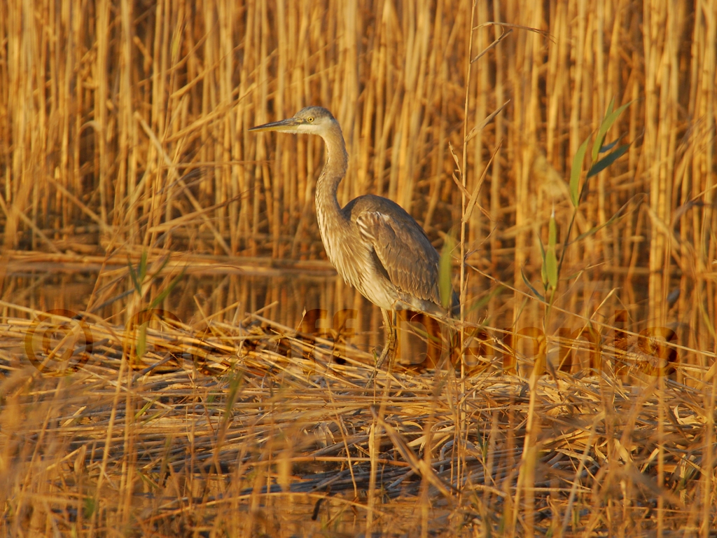 GBHE-AB_Great-Blue-Heron