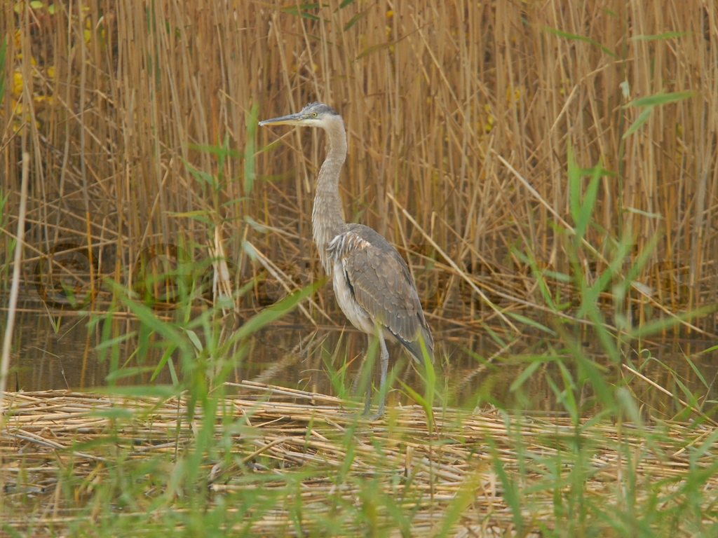 GBHE-AC_Great-Blue-Heron