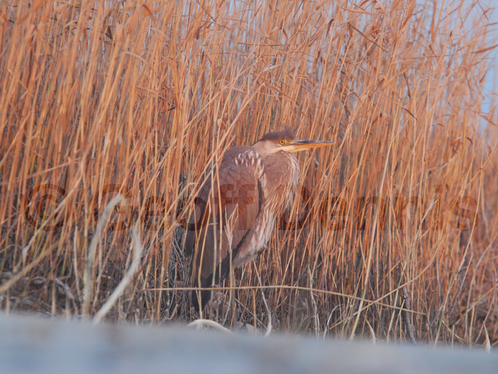 GBHE-AD_Great-Blue-Heron