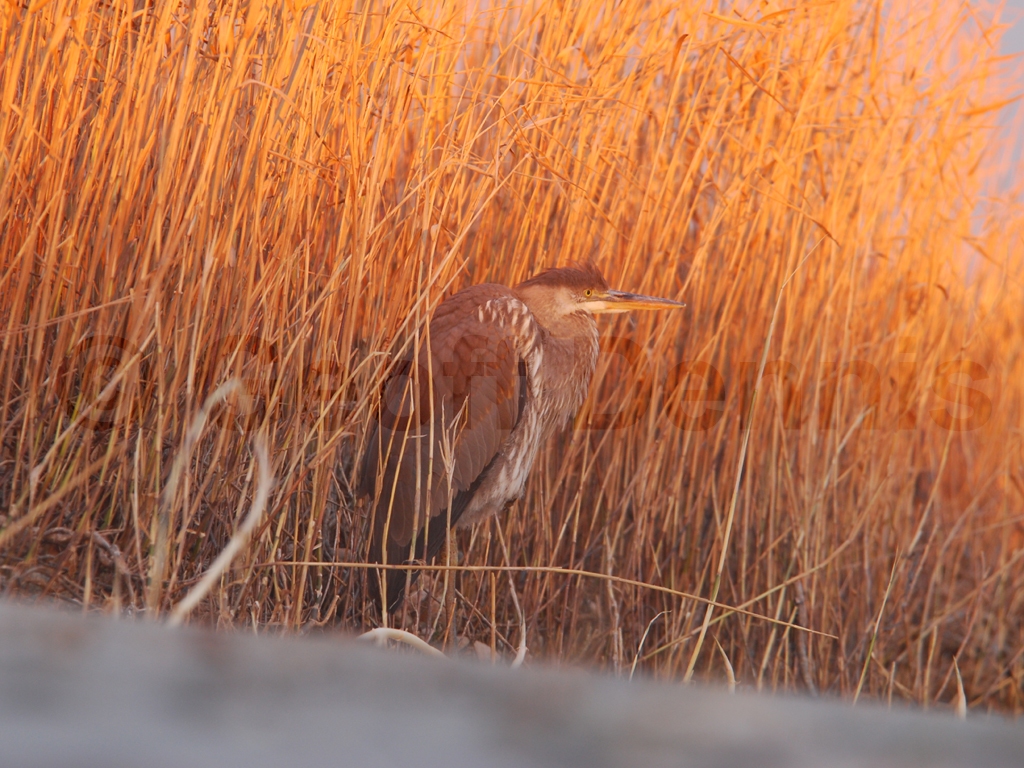 GBHE-AE_Great-Blue-Heron
