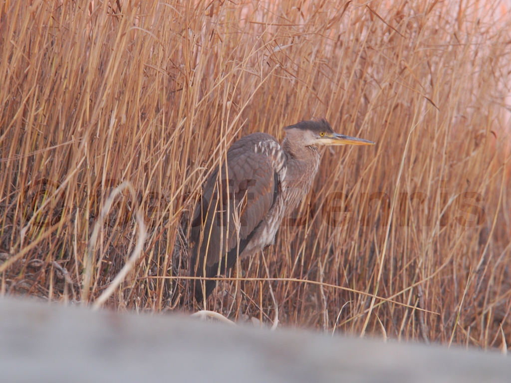 GBHE-AF_Great-Blue-Heron