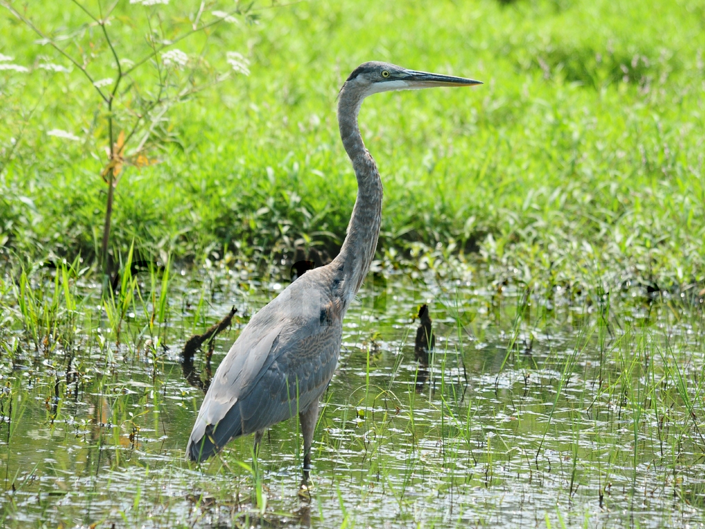 GBHE-AG_Great-Blue-Heron