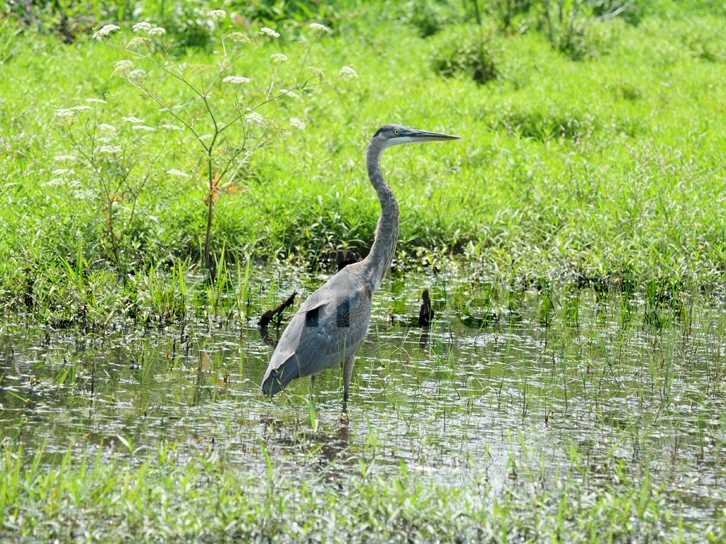 GBHE-AH_Great-Blue-Heron