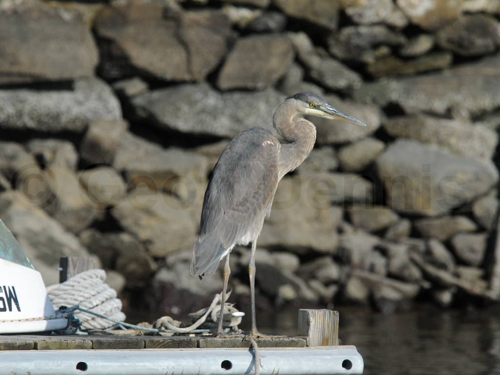 GBHE-AI_Great-Blue-Heron