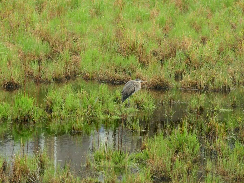 GBHE-AJ_Great-Blue-Heron