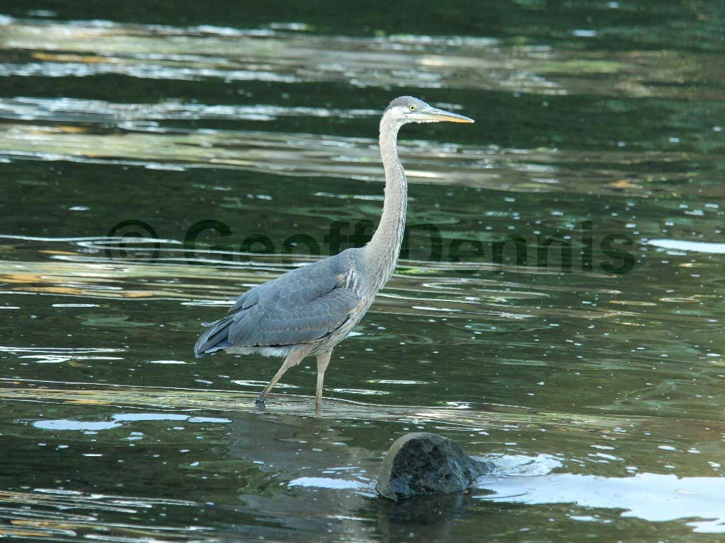 GBHE-AK_Great-Blue-Heron