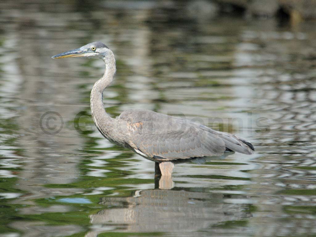 GBHE-AL_Great-Blue-Heron