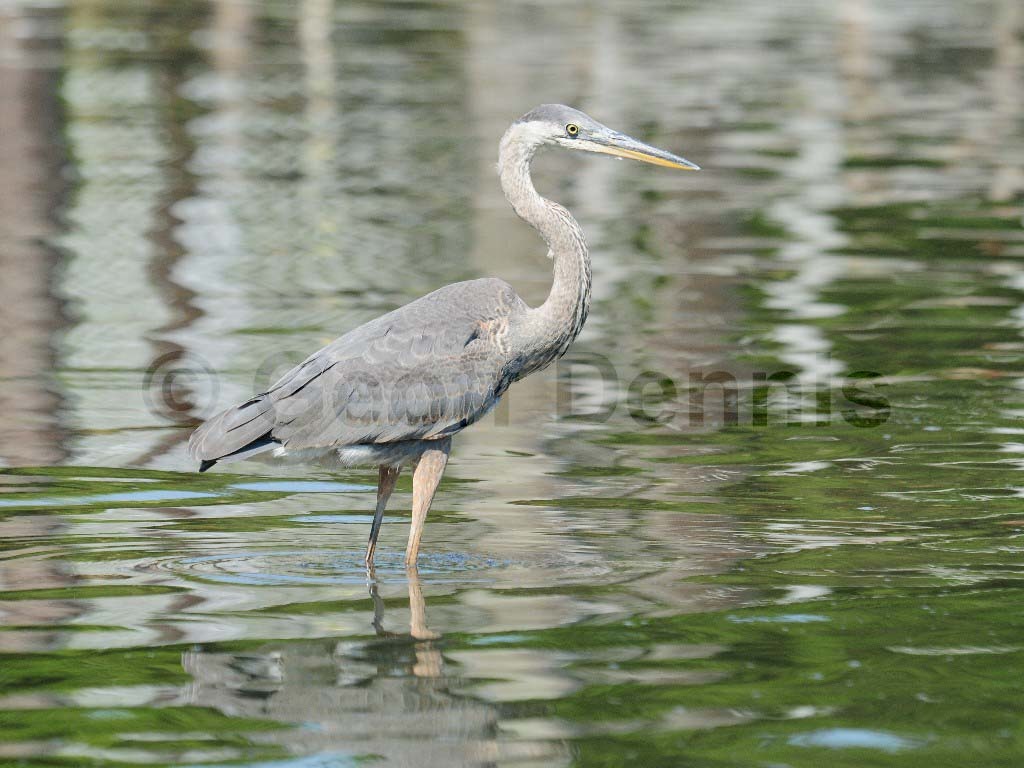 GBHE-AM_Great-Blue-Heron