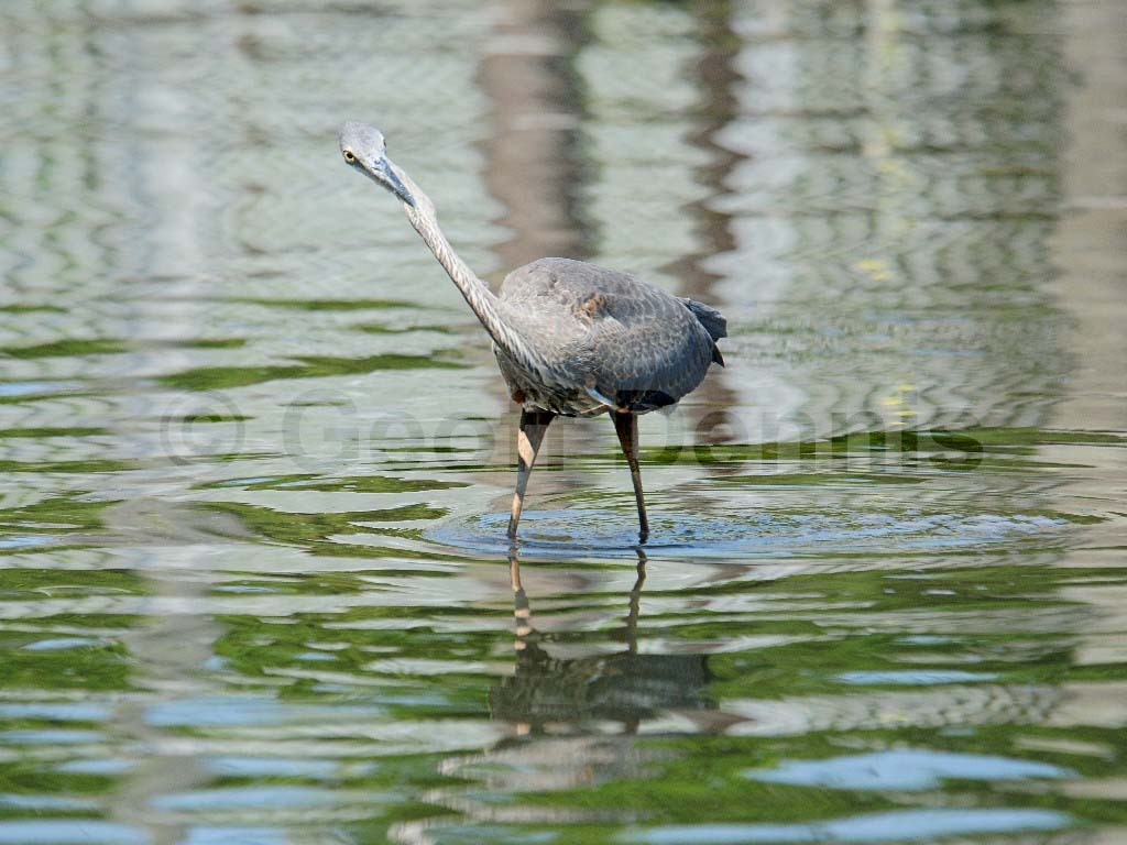 GBHE-AN_Great-Blue-Heron