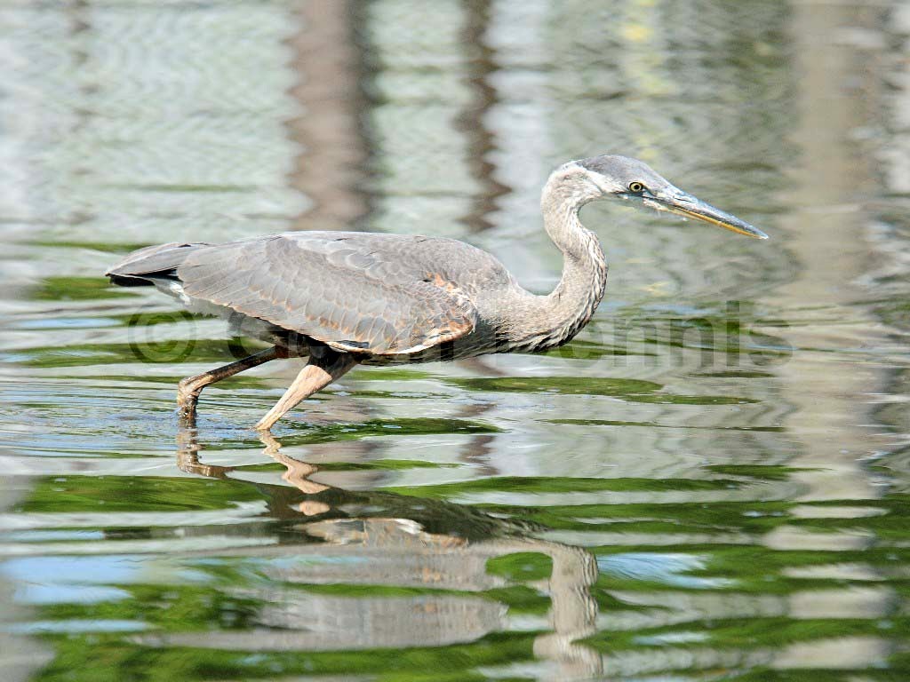 GBHE-AO_Great-Blue-Heron