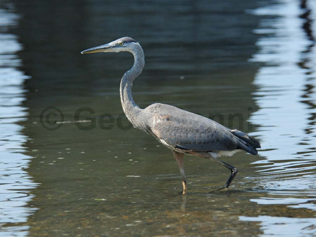 GBHE-AP_Great-Blue-Heron