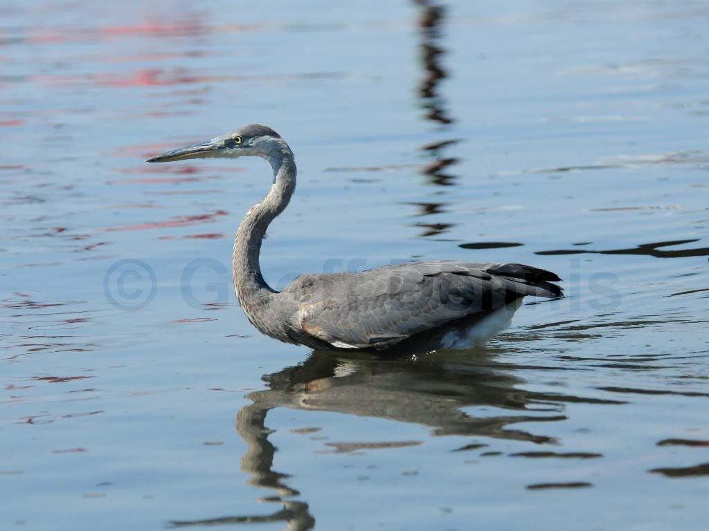 GBHE-AQ_Great-Blue-Heron