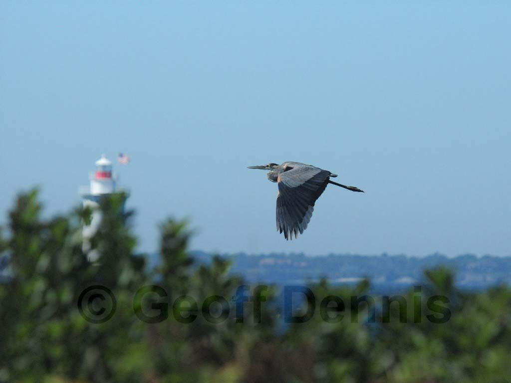GBHE-AR_Great-Blue-Heron