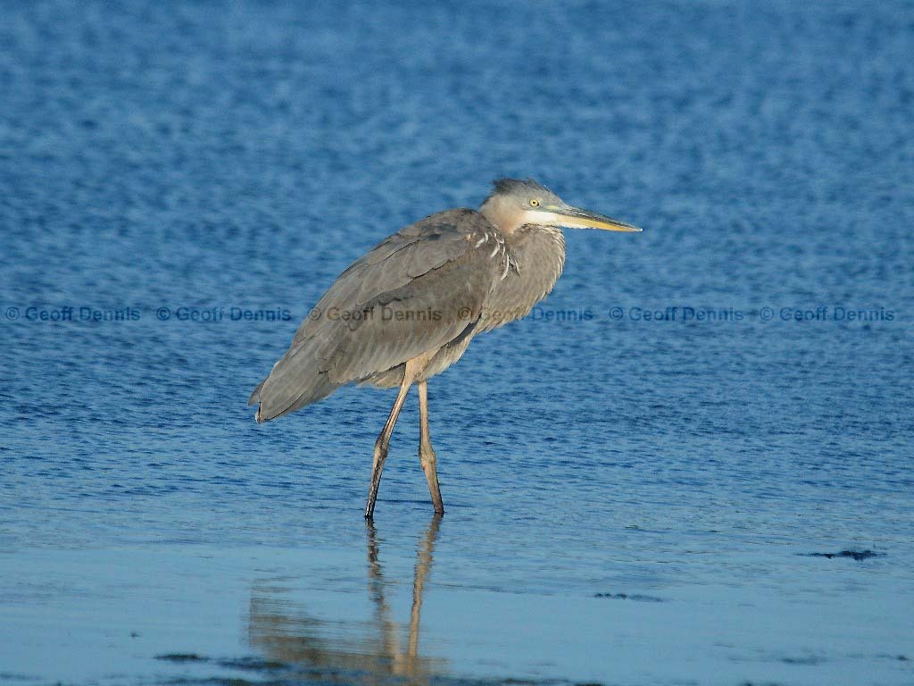 GBHE-AS_Great-Blue-Heron