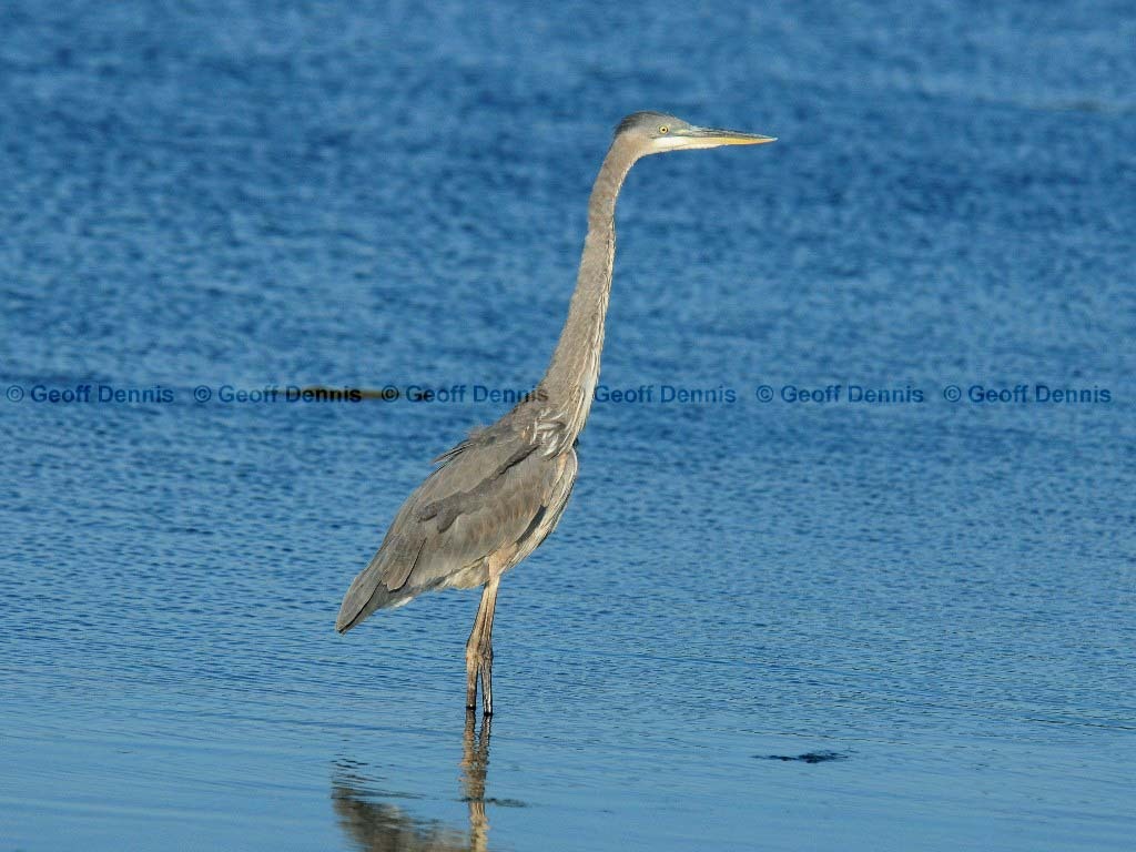 GBHE-AT_Great-Blue-Heron