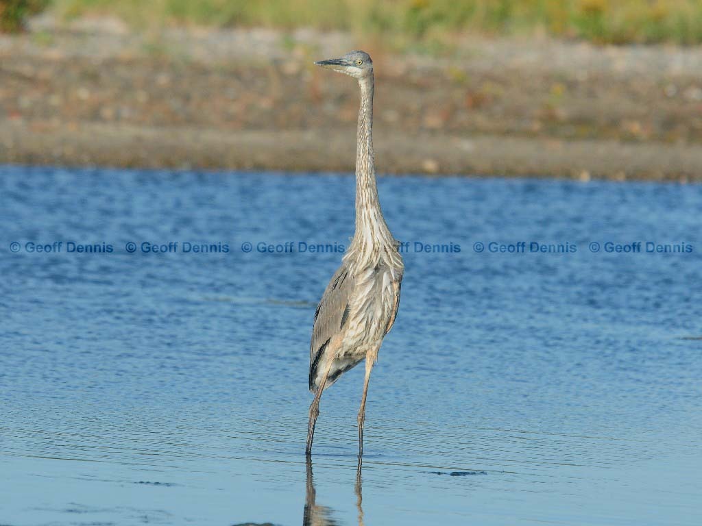 GBHE-AU_Great-Blue-Heron