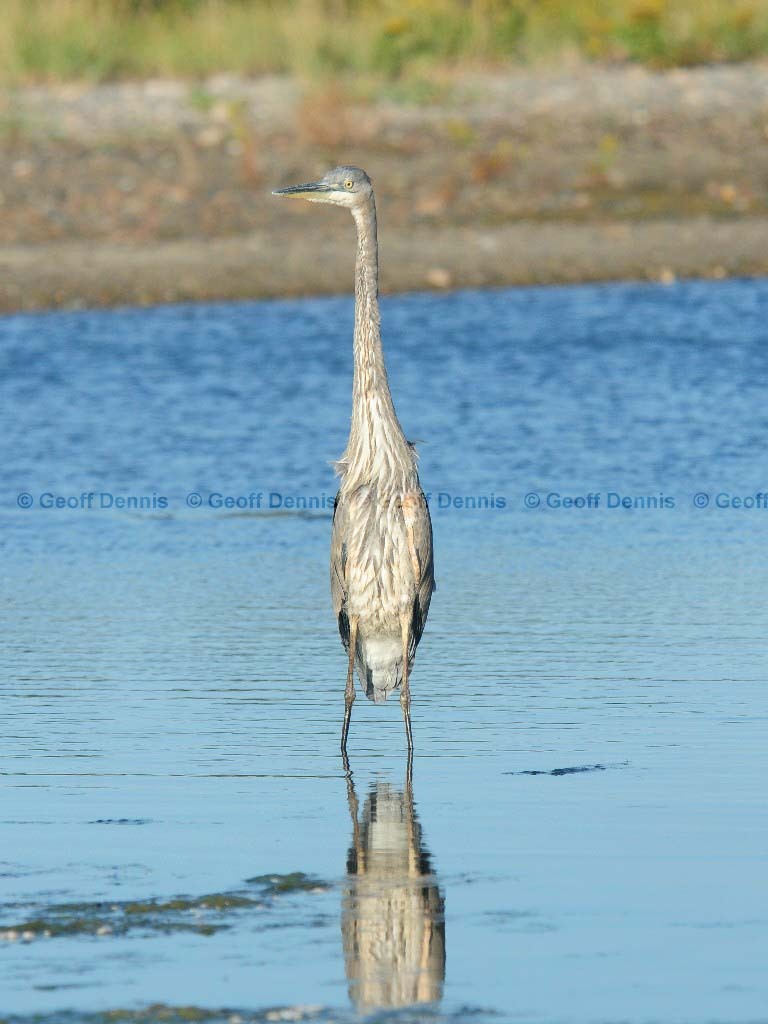 GBHE-AV_Great-Blue-Heron
