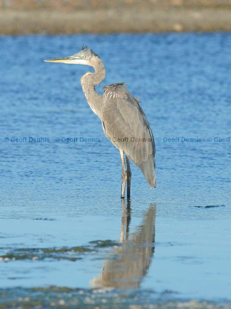GBHE-AW_Great-Blue-Heron