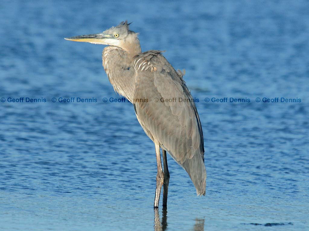 GBHE-AX_Great-Blue-Heron