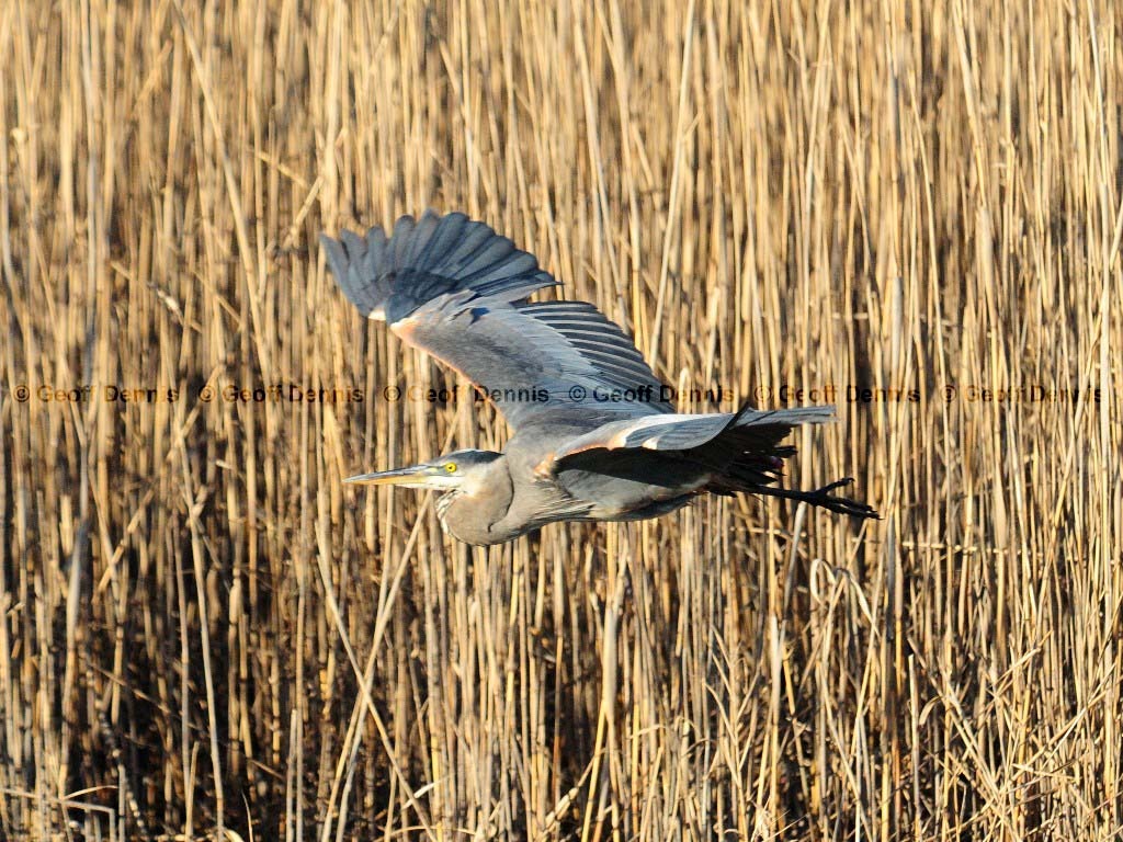 GBHE-AY_Great-Blue-Heron