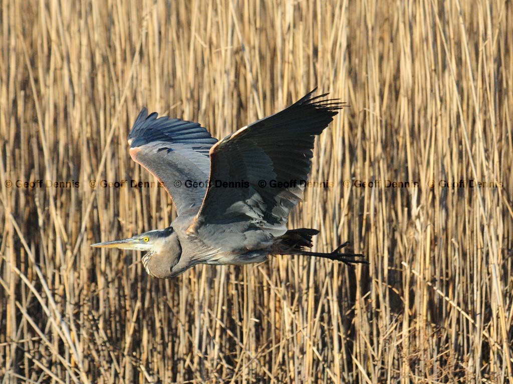 GBHE-AZ_Great-Blue-Heron