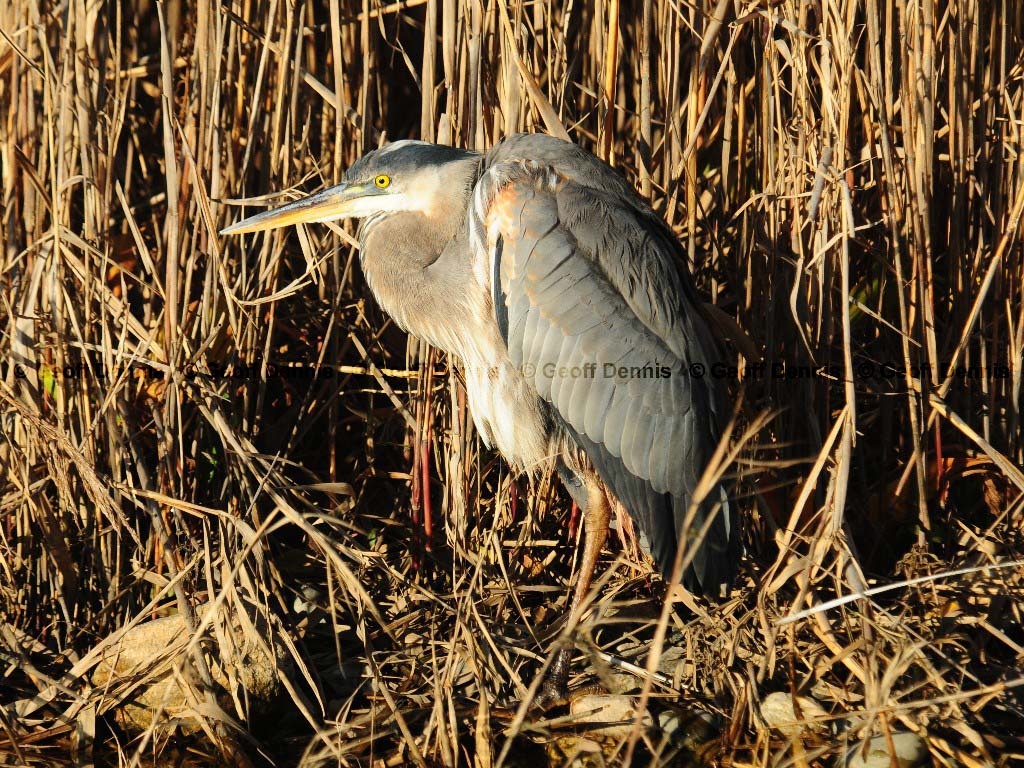 GBHE-BA_Great-Blue-Heron