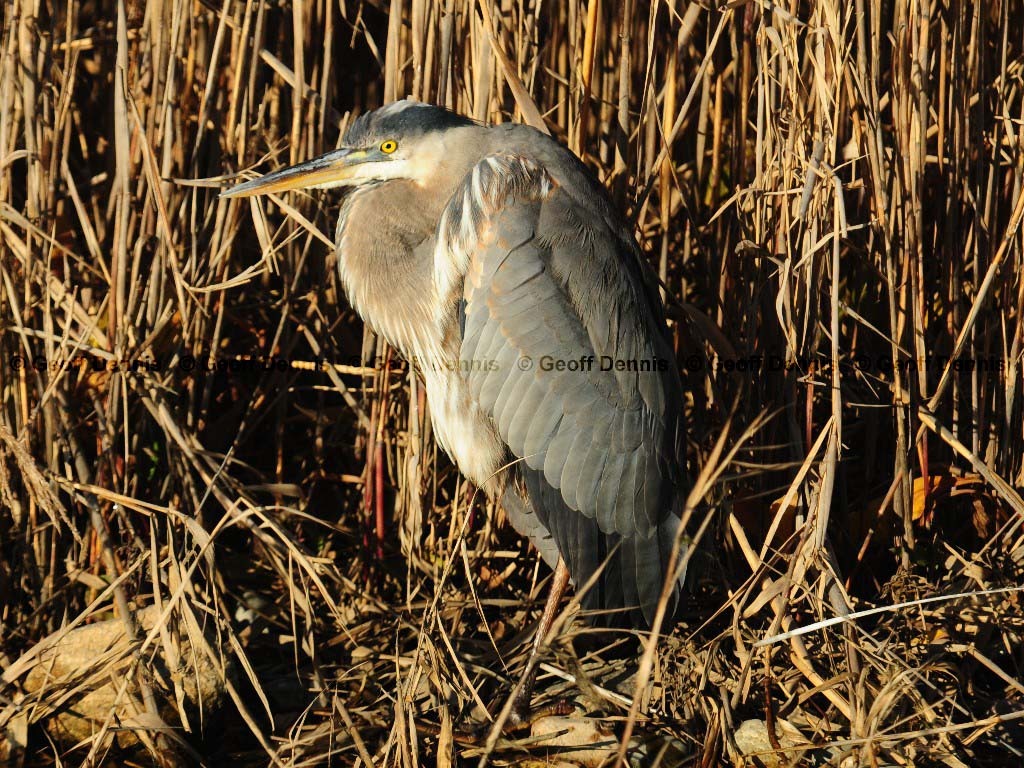 GBHE-BB_Great-Blue-Heron