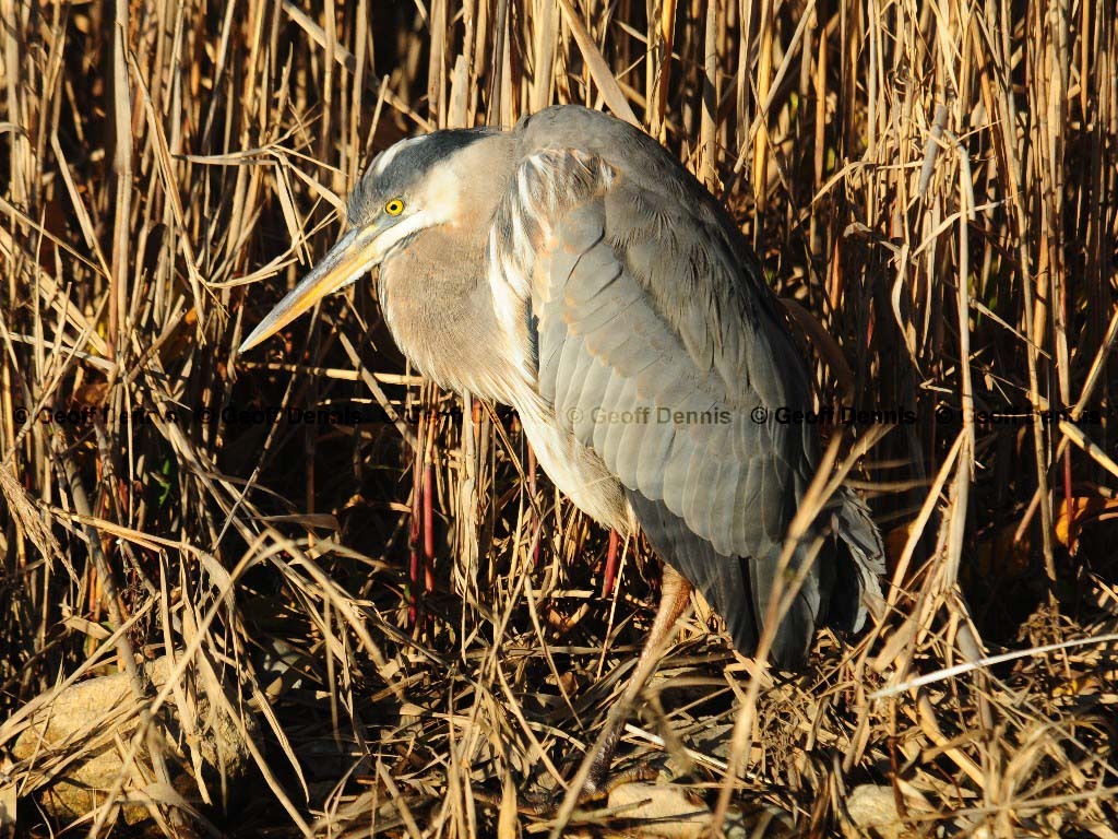 GBHE-BC_Great-Blue-Heron