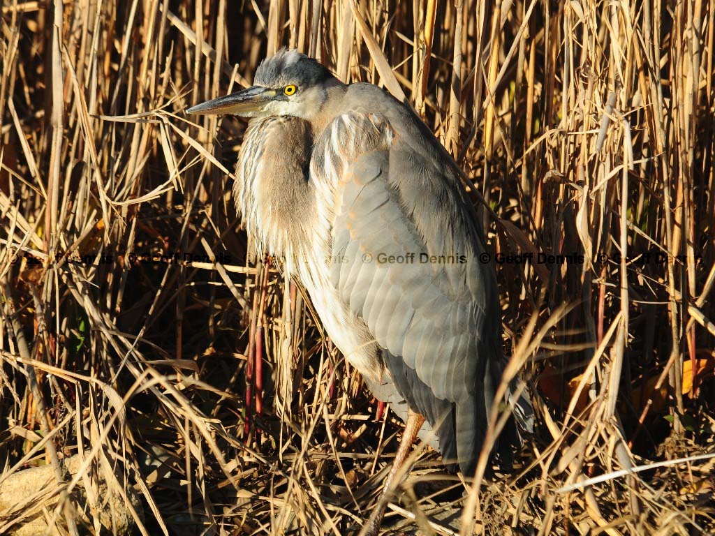 GBHE-BD_Great-Blue-Heron