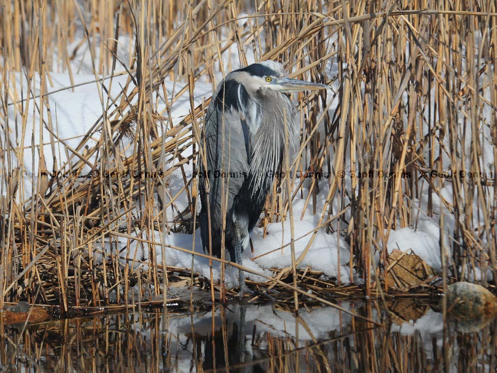 GBHE-BE_Great-Blue-Heron