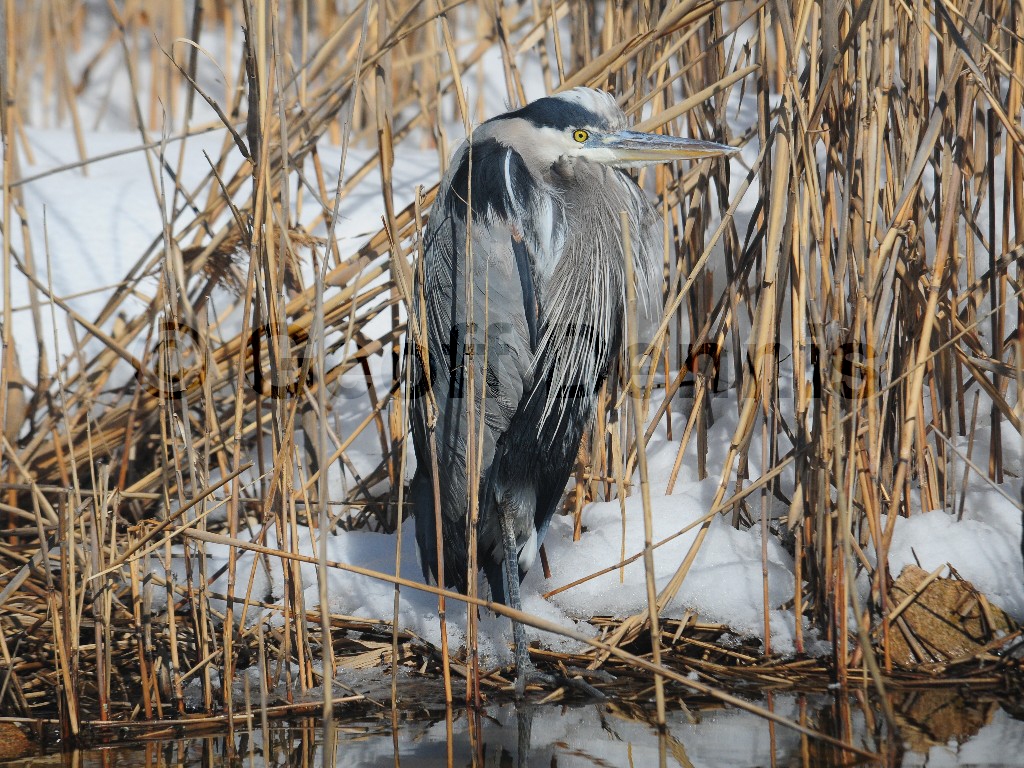 GBHE-BF_Great-Blue-Heron