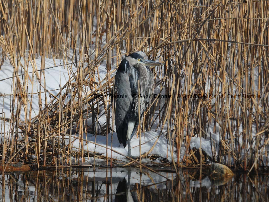 GBHE-BG_Great-Blue-Heron