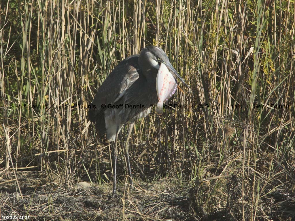 GBHE-BH_Great-Blue-Heron