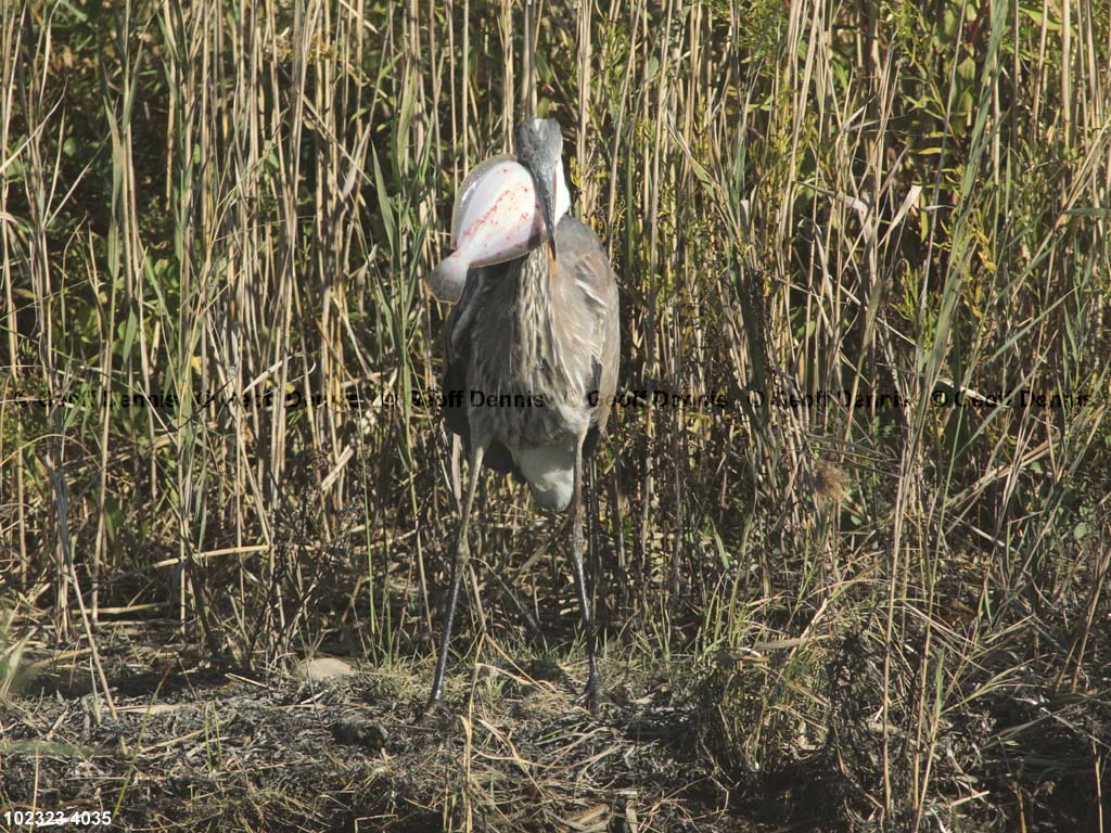 GBHE-BI_Great-Blue-Heron