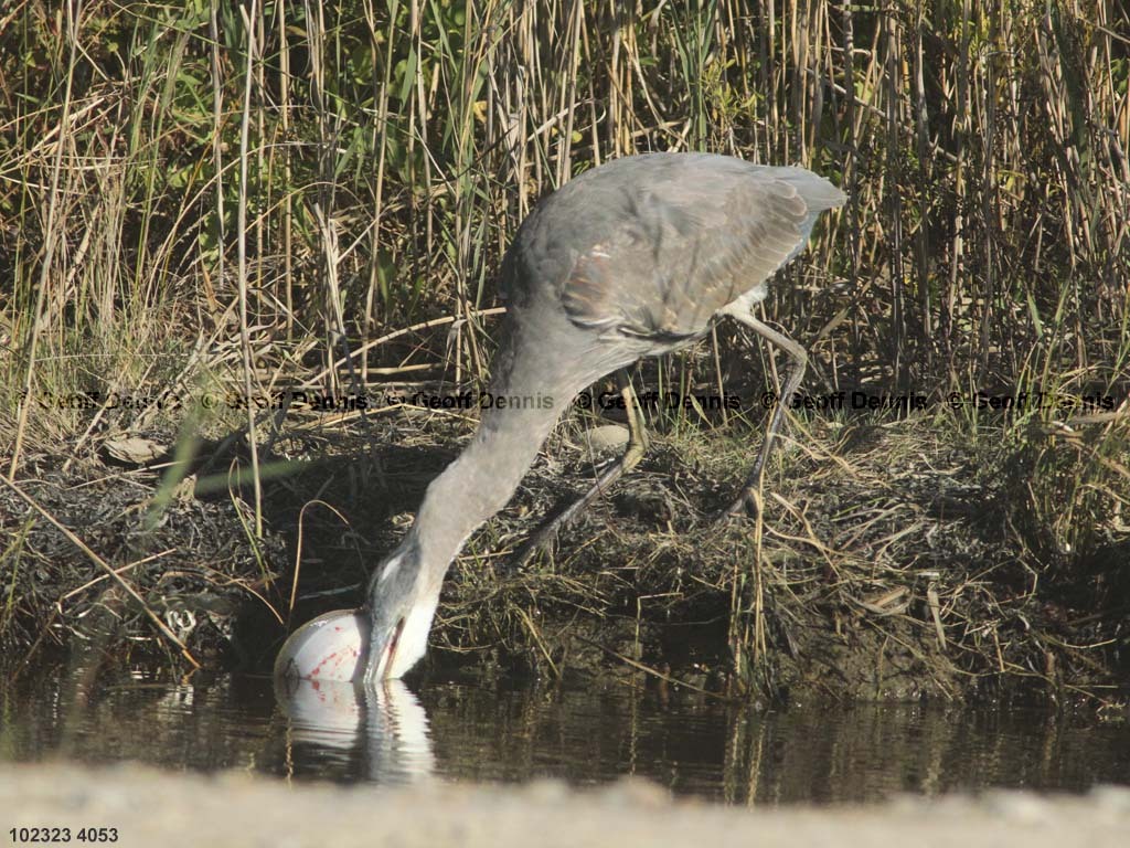GBHE-BJ_Great-Blue-Heron
