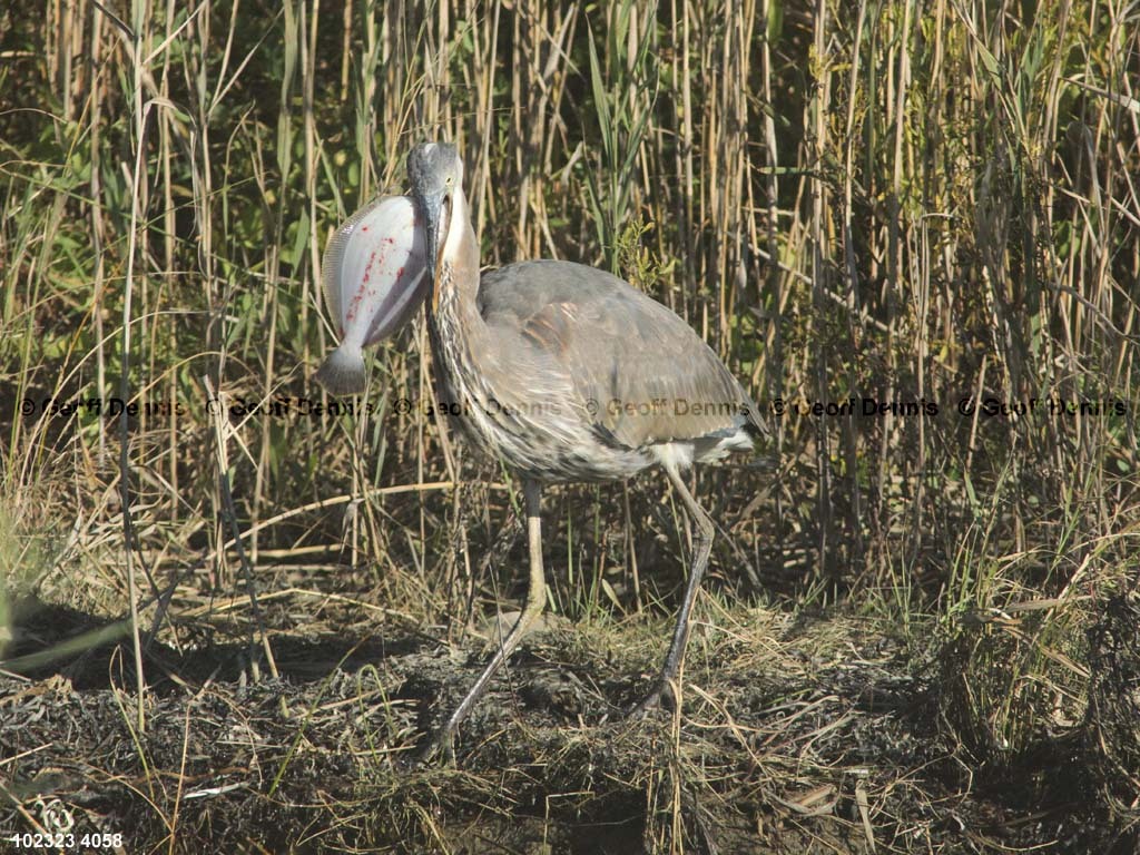 GBHE-BK_Great-Blue-Heron