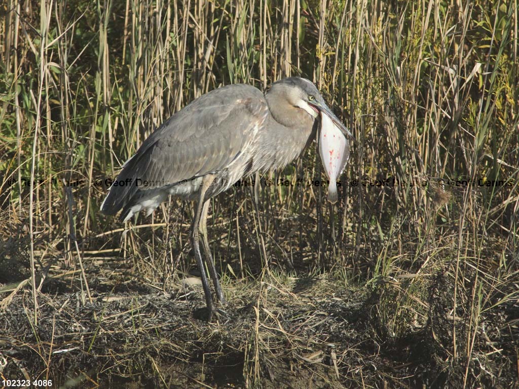 GBHE-BL_Great-Blue-Heron