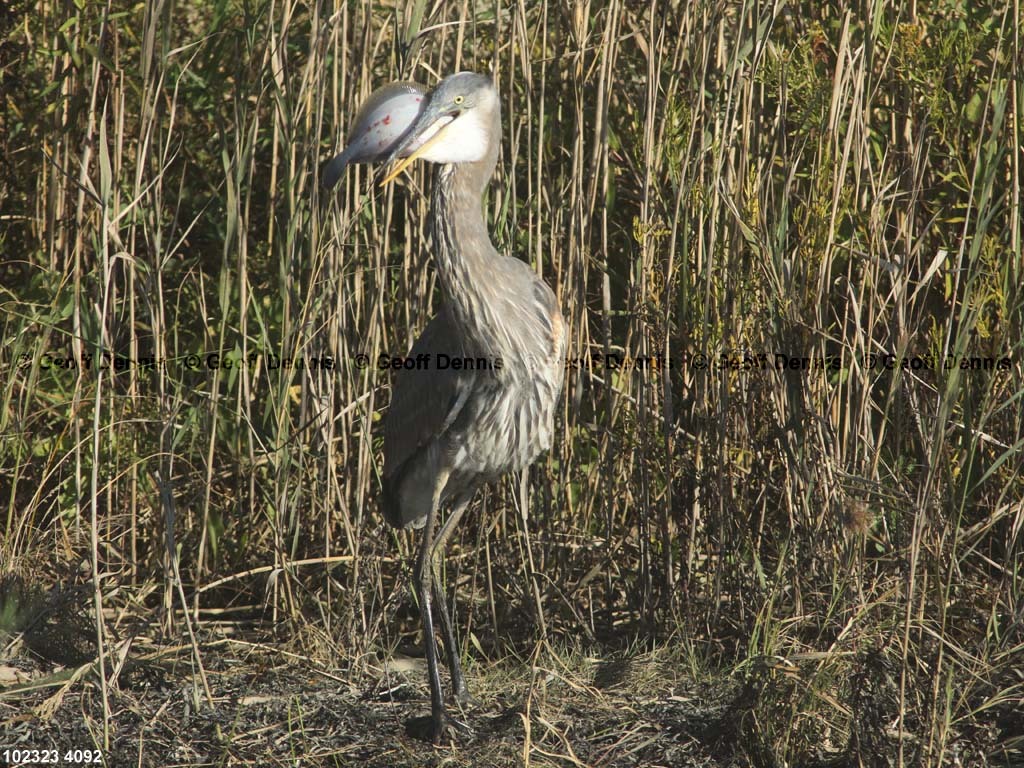 GBHE-BM_Great-Blue-Heron